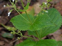 Isodon lophanthoides