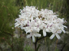 Corymbium villosum