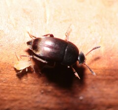 Ptomaphagus
