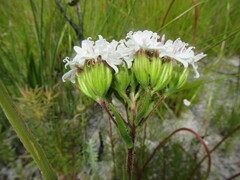 Corymbium villosum