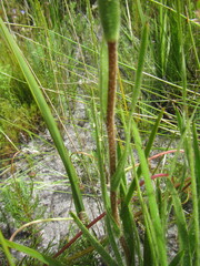 Corymbium villosum