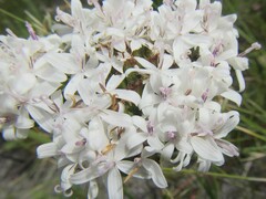 Corymbium villosum