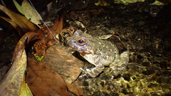 Quasipaa exilispinosa