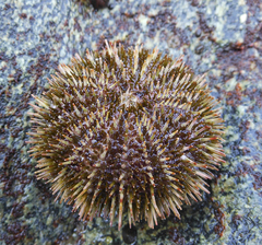 Strongylocentrotus intermedius