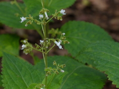 Isodon lophanthoides