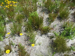 Zyrphelis ciliaris