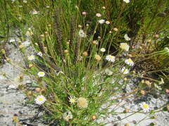 Zyrphelis ciliaris