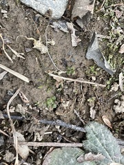 Plagiomnium rostratum