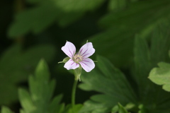 Geranium sibiricum