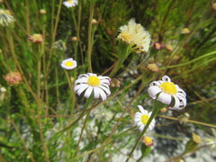 Zyrphelis ciliaris