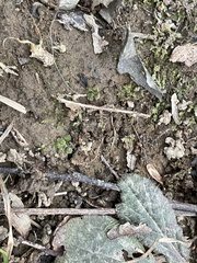 Plagiomnium rostratum