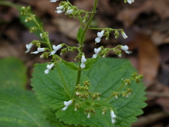 Isodon lophanthoides