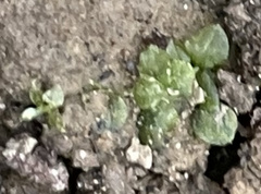 Plagiomnium rostratum