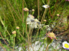 Zyrphelis ciliaris