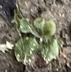 Plagiomnium rostratum