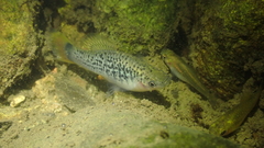 Xiphophorus variatus