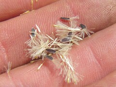 Zyrphelis ciliaris