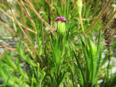 Zyrphelis ciliaris