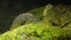 Neocaridina palmata