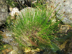 Isolepis digitata