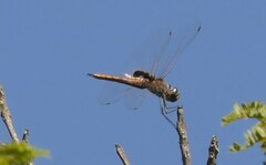 Tramea limbata