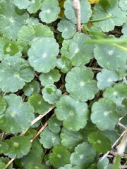 Hydrocotyle umbellata
