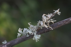 Ramalina canariensis