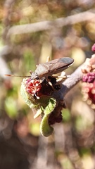 Hypselonotini
