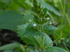 Isodon lophanthoides