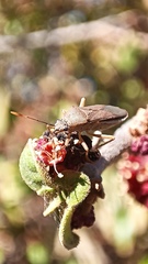 Hypselonotini