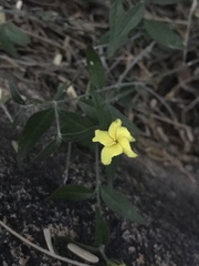 Haplophyton crooksii