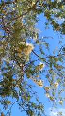 Havardia mexicana