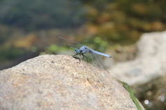 Orthetrum lineostigma