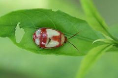 Oedionychina