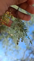 Havardia mexicana