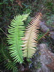 Blechnum punctulatum