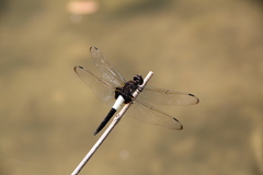 Pseudothemis zonata