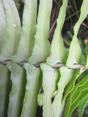 Blechnum punctulatum