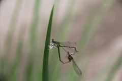 Platycnemis foliacea