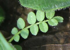 Ornithopus compressus