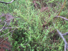 Carpacoce spermacocea