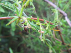 Carpacoce spermacocea