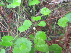 Centella callioda
