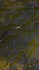 Lamelligomphus ringens