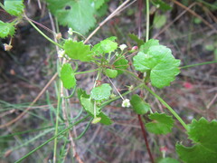Centella callioda