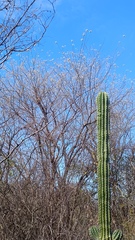 Coursetia glandulosa