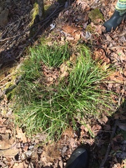 Carex pedunculata