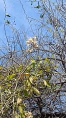 Coursetia glandulosa