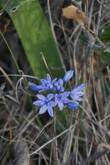 Scilla monophyllos