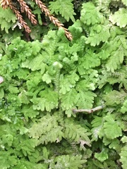 Trichocolea mollissima